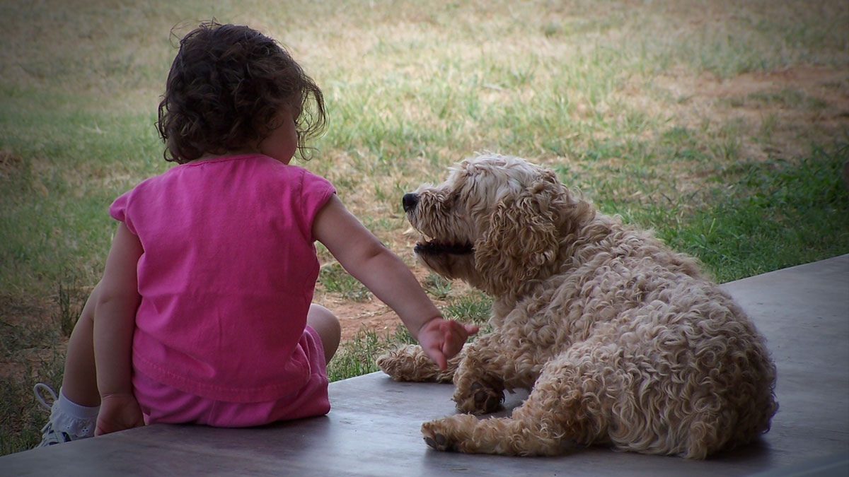 actividades asistidas con perros